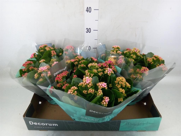 <h4>Kalanchoe blos.   ..rosebud mix/pot</h4>