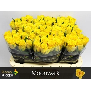 Rosa large moonwalk