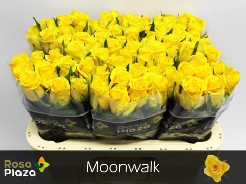 <h4>Rosa large moonwalk</h4>