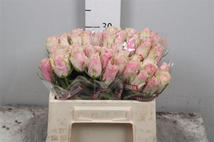 <h4>R Gr Pink Athena</h4>