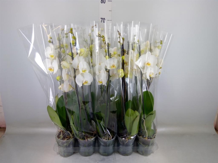 <h4>Phalaenopsis ...</h4>
