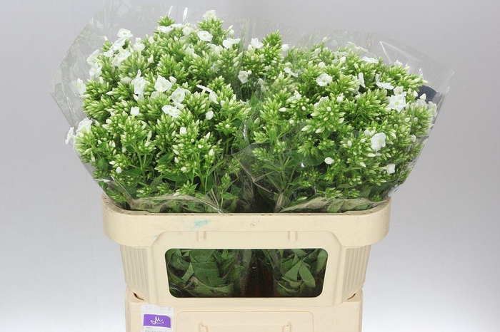 <h4>Phlox P Icecap</h4>