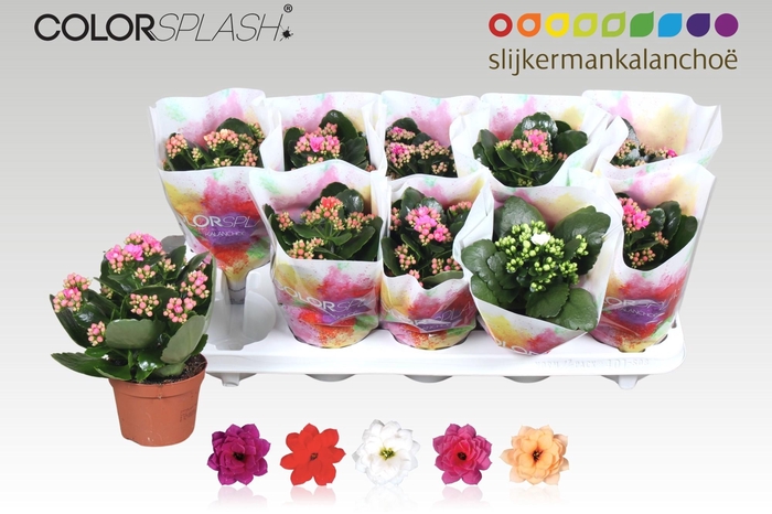 <h4>KAL GE GEM 5 KL</h4>