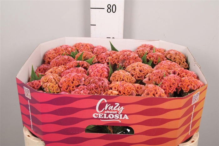<h4>Cel C Pink Delight</h4>
