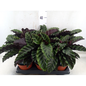 Calathea   ...