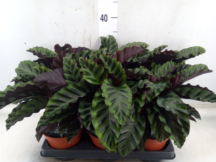 <h4>Calathea   ...</h4>