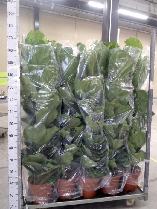 <h4>Ficus lyrata</h4>