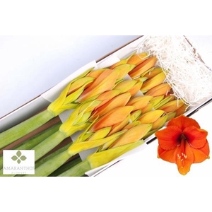 Hipp Klb Orange 21% X12