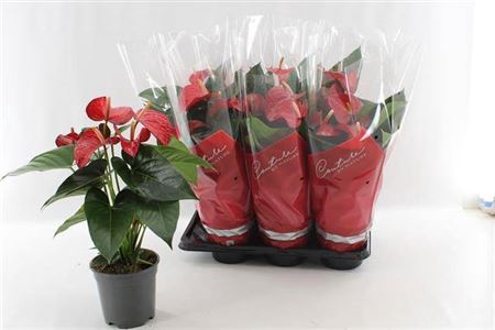 <h4>Anthu An Red Bull 5+ 17cm Pot</h4>
