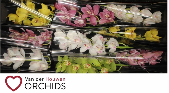 <h4>60 cm Gemengd..</h4>