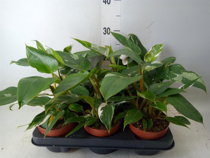 <h4>Philodendron   ...</h4>