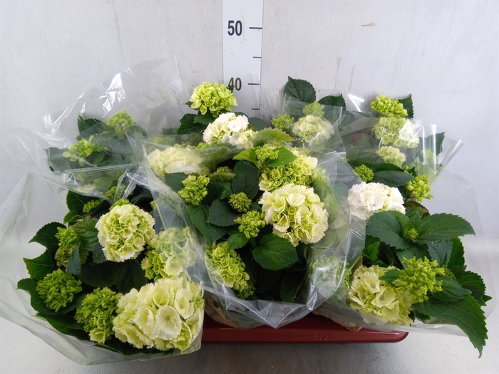 <h4>Hydrangea mac. 'Schneeball'</h4>