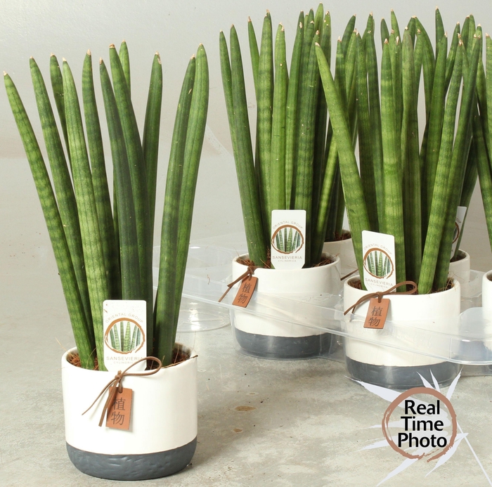 <h4>SANSEV CYLINDRICA OV</h4>