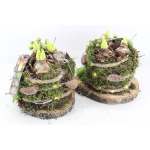 arr4 Hyacint MB - Mosbol schijf 285/5