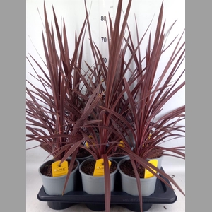 Cordyline austr. 'Red Star'
