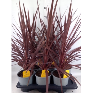 Cordyline austr. 'Red Star'