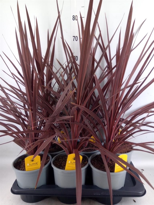 <h4>Cordyline austr. 'Red Star'</h4>