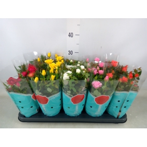 Rosa  'Star Roses'   ...mix 4