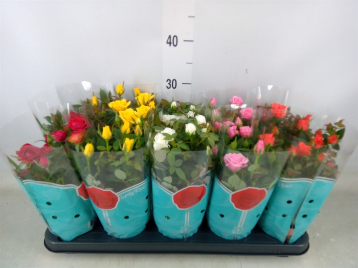 <h4>Rosa  'Star Roses'   ...mix 4</h4>