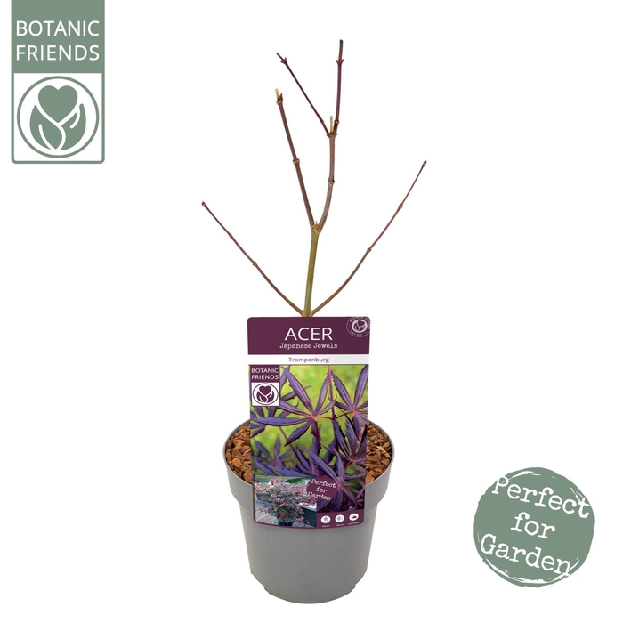 <h4>Acer palmatum Trompenburg</h4>