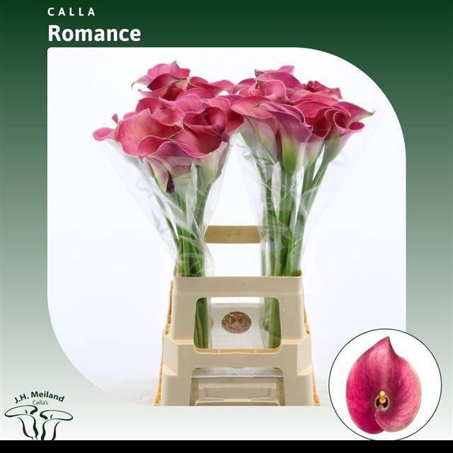 <h4>ZANT CAPT ROMANCE</h4>