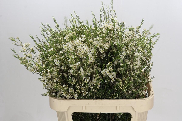 <h4>Chamelaucium Ofir</h4>