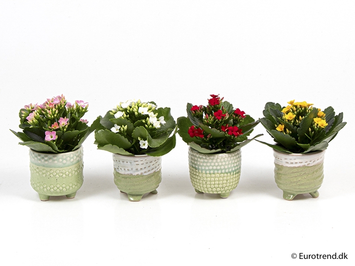 <h4>KALANCHOE BLOSSF P6 E 2006</h4>