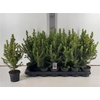 Picea Gl Conica