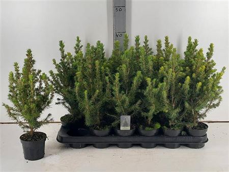 Picea Gl Conica