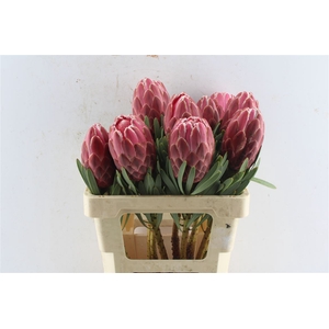 Protea Venus