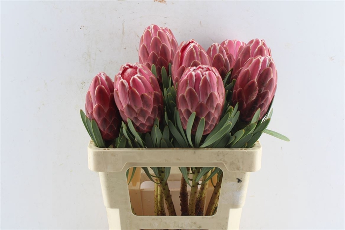 <h4>Protea Venus</h4>