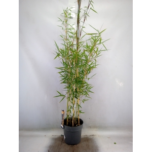 Fargesia robusta 'Campbell'