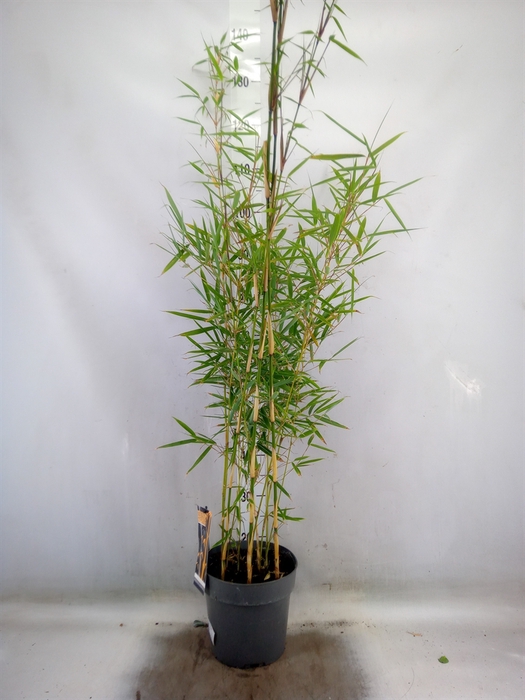 <h4>Fargesia robusta 'Campbell'</h4>