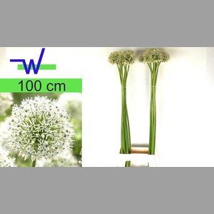 ALLIUM MOUNT EVEREST