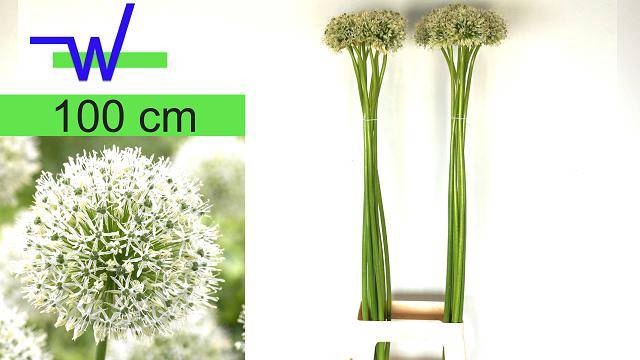 <h4>ALLIUM MOUNT EVEREST</h4>