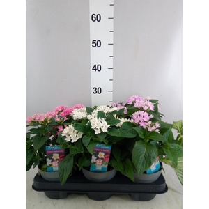 Pentas lanceolata 'Starclust' ..mix