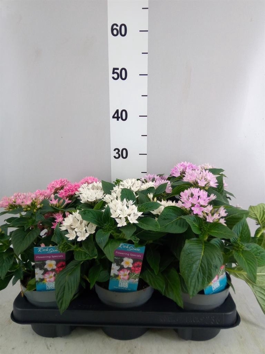 <h4>Pentas lanceolata 'Starclust' ..mix</h4>