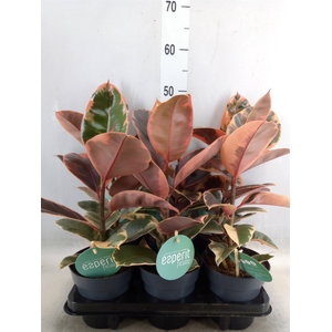 Ficus elastica 'Belize'