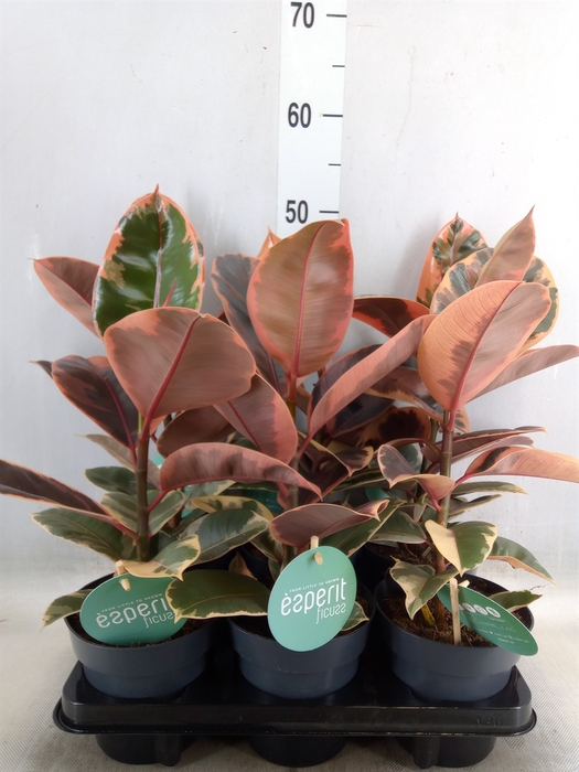 <h4>Ficus elastica 'Belize'</h4>