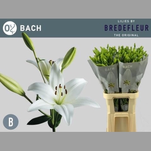 LI LA BACH