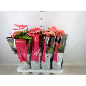 Anthurium andr. 'Colorado'