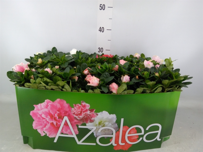 <h4>Rhododendron SI 'Hellmut V' ..mix</h4>