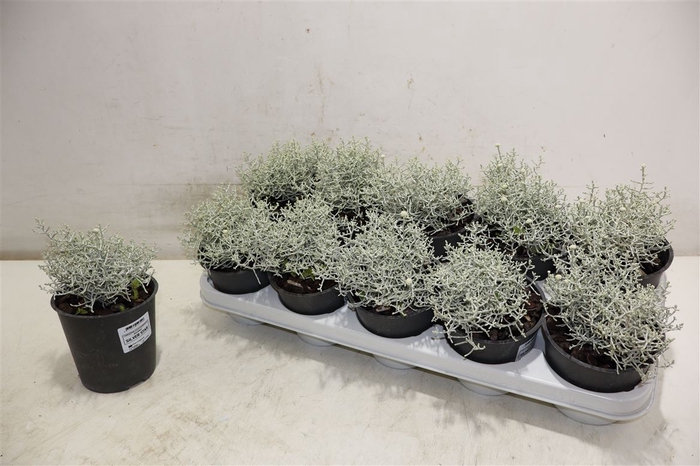 <h4>Leucoph Comp Silver</h4>
