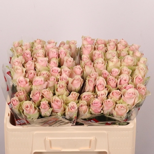 R GR PINK ATHENA