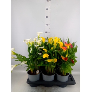 Zantedeschia   ...mix