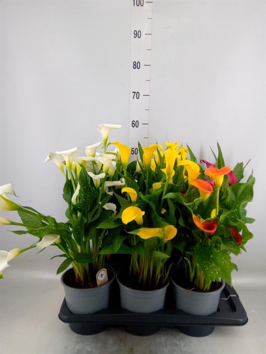 <h4>Zantedeschia   ...mix</h4>