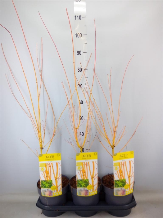 <h4>Acer palmatum</h4>