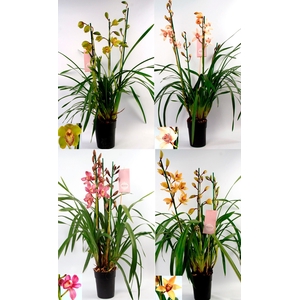Cymbidium kleuren mix 3-4 tak