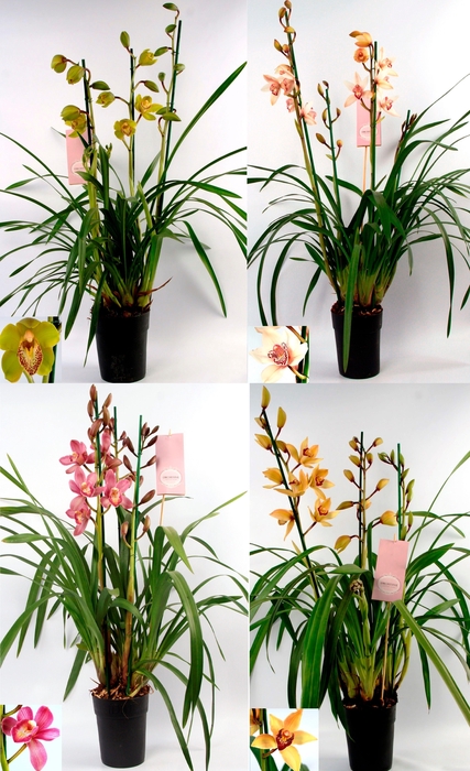 <h4>Cymbidium kleuren mix 3-4 tak</h4>