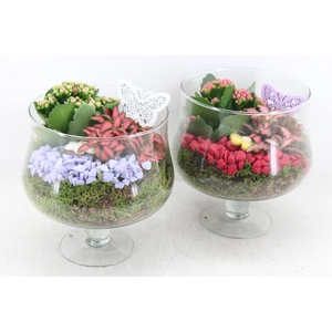 arr2 PL - Glas op voet x6  - bordeaux/lila